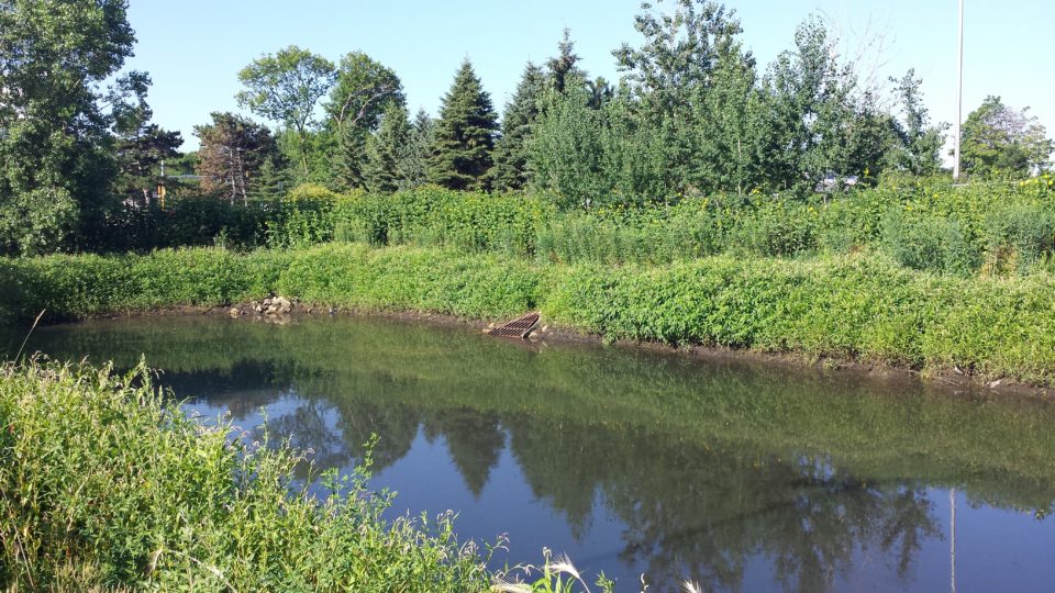 Curtiss Pond Improvement Project CRWD