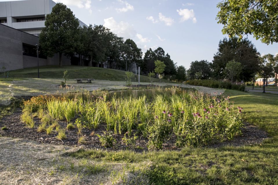 A rain garden with native plants on a sloping lawn in front of a large school building. 