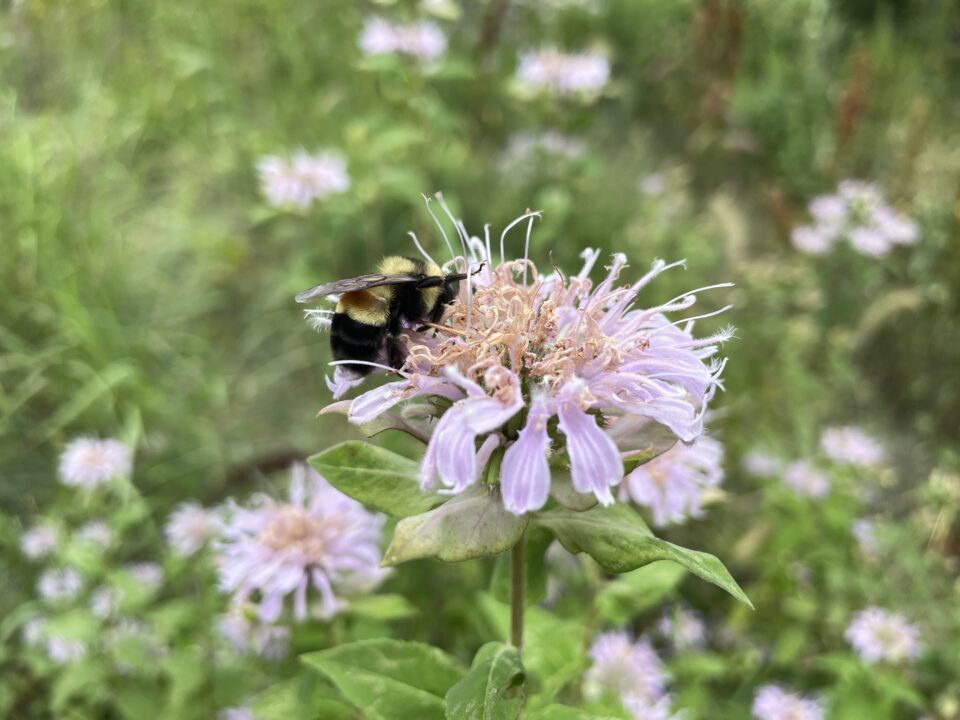 A bumble bee with a distinct rust colored patch on its back on a pale purple flower. 