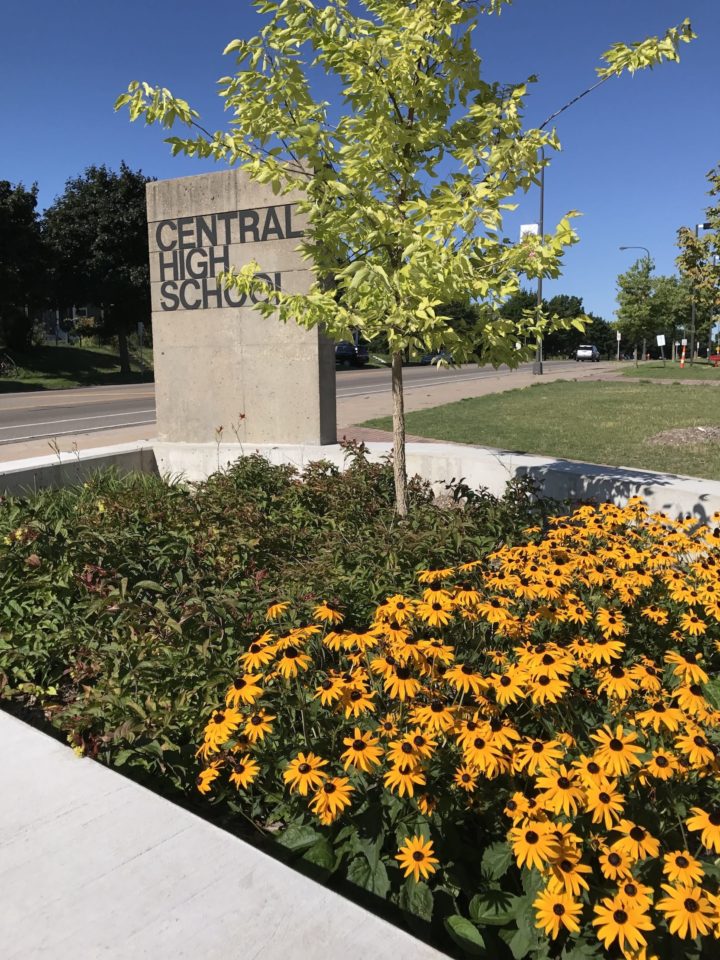 A rain garden with lots of yellow flowers with black centers, a small tree, and leafy vegetation is surrounded by sidewalks and in front of a large concrete sign with black letters that says 
