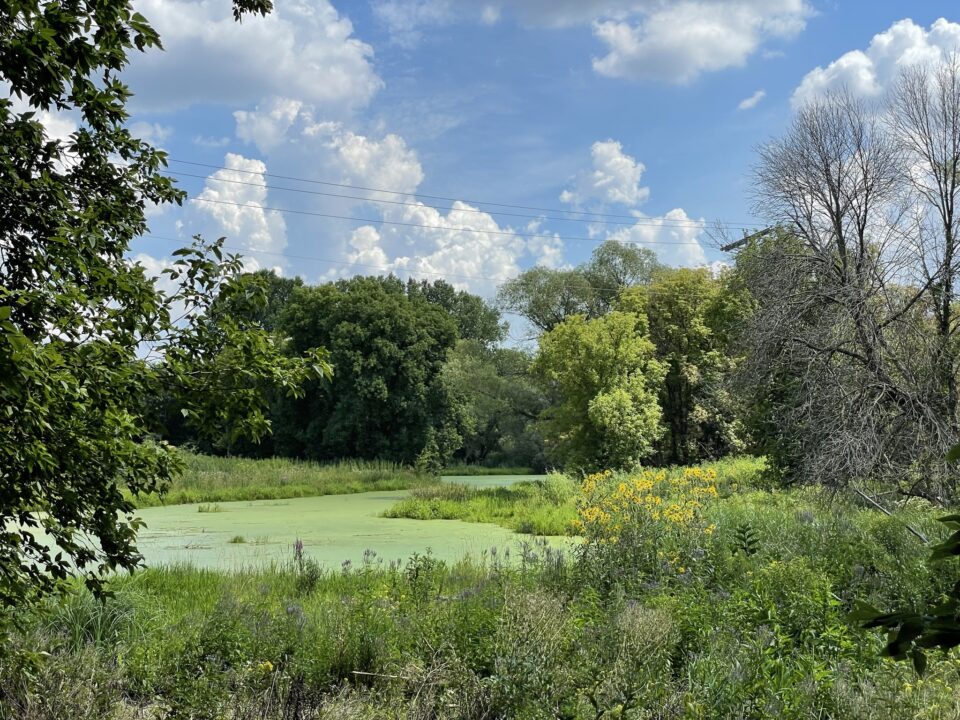 A bright green pond surrounded by plants and trees. 