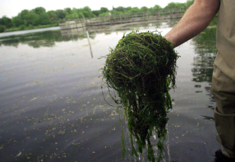 Person in waders holds a large clump of curly-leaf pondweed.