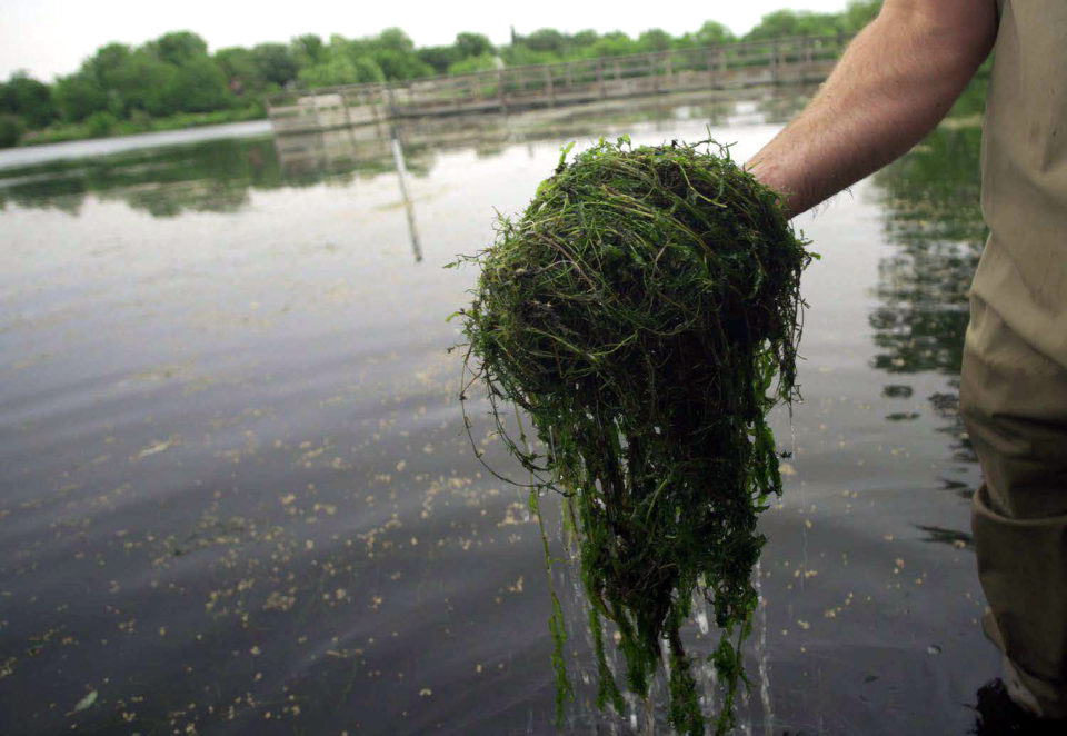 Person in waders is holding up a large, tangled clump of curly-leaf pondweed while standing in a lake. 