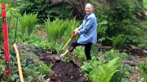 A woman stands with her foot on a shovel in a trench of a yard with ferns and hostas. 