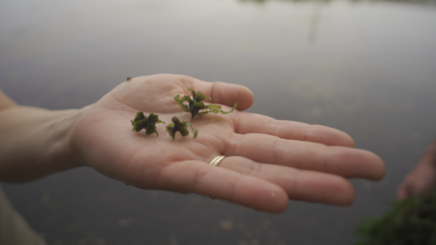 Three curly-leaf pondweed turions on a open hand. 