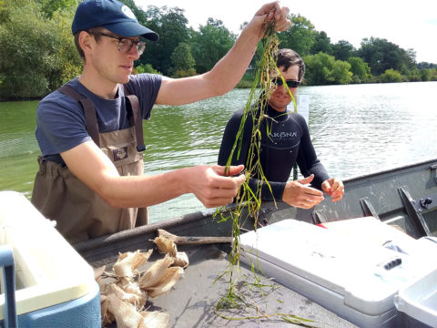 Person wearing waders stands next to a boat and holds up a string aquatic plant. 