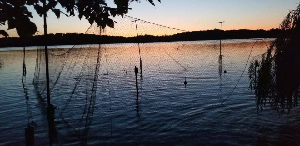 Poles extend several feet above the surface of a lake at dawn with nets between, forming an open top box. 