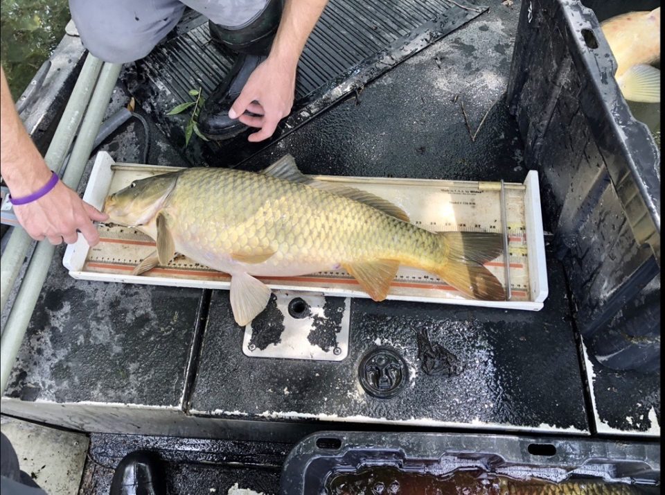 A common carp lays on a measurement system in the bottom of a boat. The ruler shows the fish is nearly 29 inches in length. 