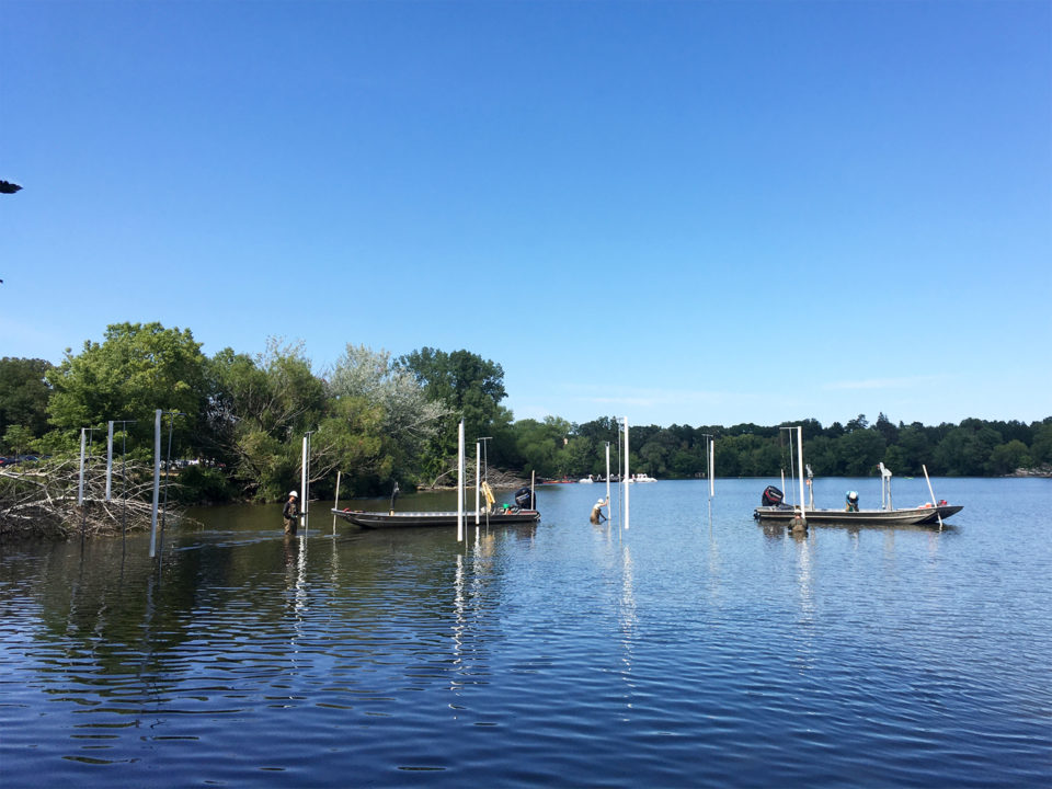 People in waders and hardhats install tall poles in a lake near the shore. 