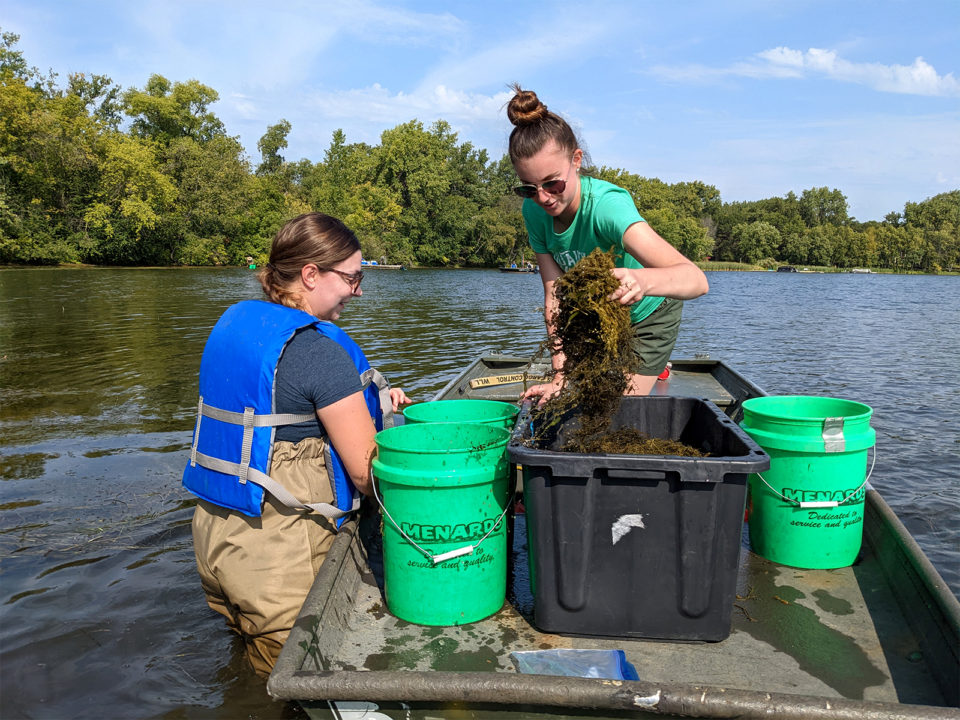 A woman with waders and a life jacket stands in knee-deep water next to a boat. A person on the boat is holding a large clump of aquatic plants. 