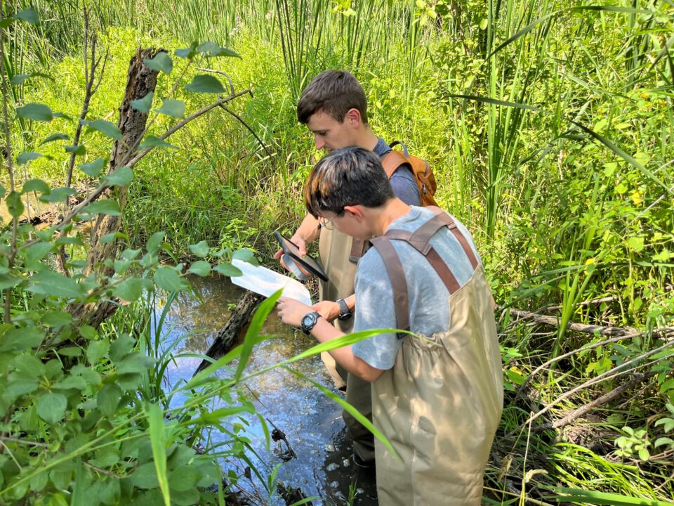 Two people in tan waders stand in a wetland surrounded by tall green plants. One person is holding a piece of paper and the other is holding a tablet while they look down at plants.