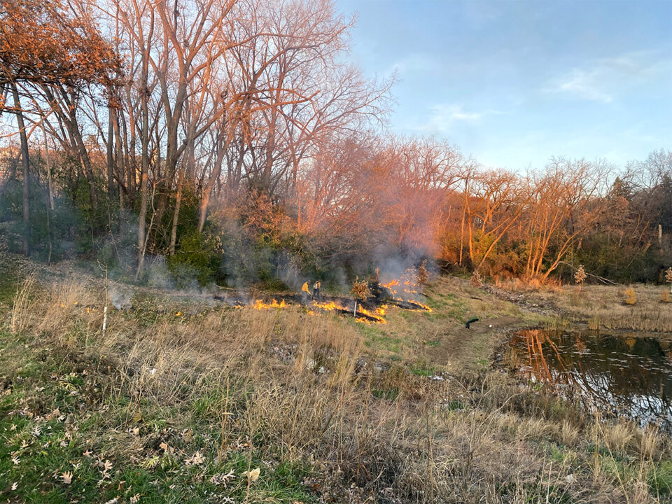 Along a pond with sloped banks ringed by late fall trees, four people wearing yellow shirts and safety gear are monitoring a ribbon of low flames with a margin of black, charred ground on one side of the fire. 