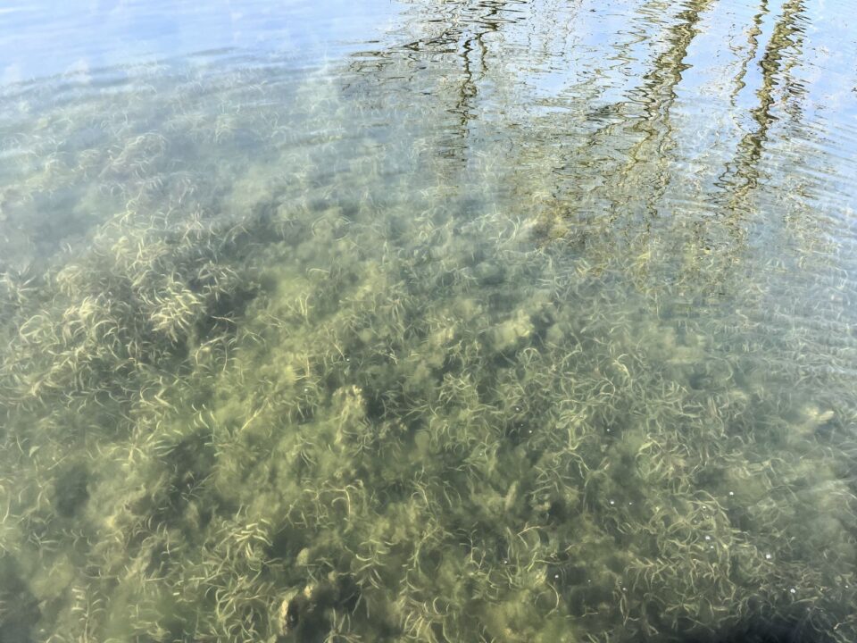 A shallow lake bed covered in curly-leaf pondweed just below the surface of the water. 