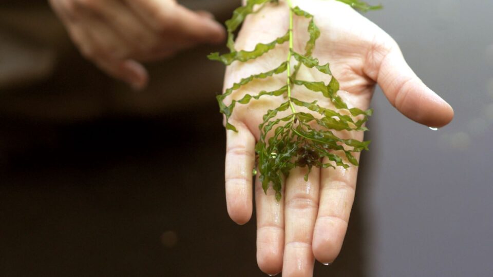 A long, thin stem of curly-leaf pondweed with many curly leaves is held out on someone's palm. 