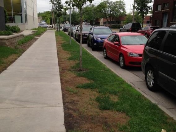 A sidewalk with wide splotches of brown dead grass along both sides contrasting with green grass away from the sidewalk.
