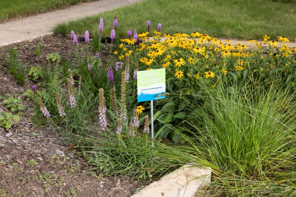 A mulched rain garden with blooming spiky purple blazing star, and yellow, daisy-like black-eyed Susans, with clumps of grass-like green sedges. A small, square, green and blue sign in the garden's center says, “Rain Garden: We protect the Mississippi River.” 