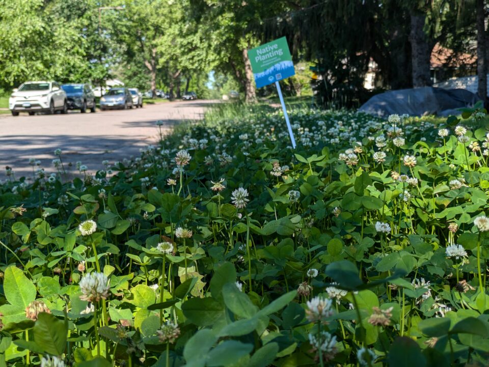 A boulevard of White Dutch Clover with round white flowers. In the background, a yard sign identifying the garden as a Native Planting.