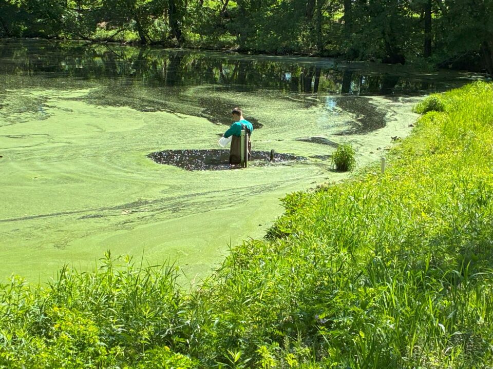 A person wearing chest waders collecting a water sample in a plastic container. They are standing in a shallow pond covered in bright green floating aquatic plants. 