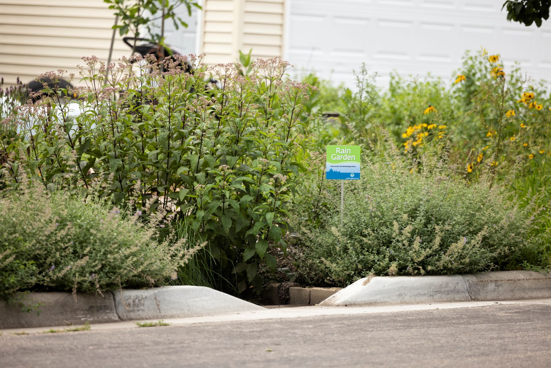 A "rain garden" sign stands next to an opening in a street curb surrounded by lush plants.