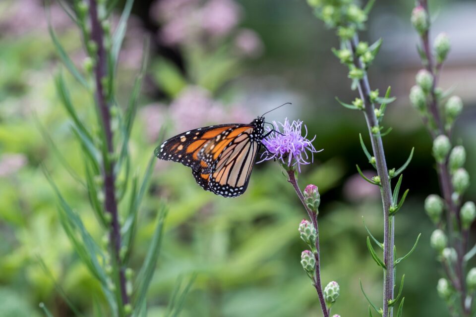 An orange and black monarch butterfly perched on a hairy-looking purple blazing star flower with green foliage in the background.