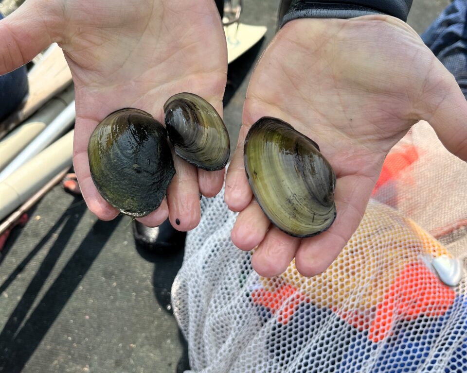 Two hands holding three large freshwater mussels. The mussels are oval shaped and have light brown to dark, greenish-brown stripes.