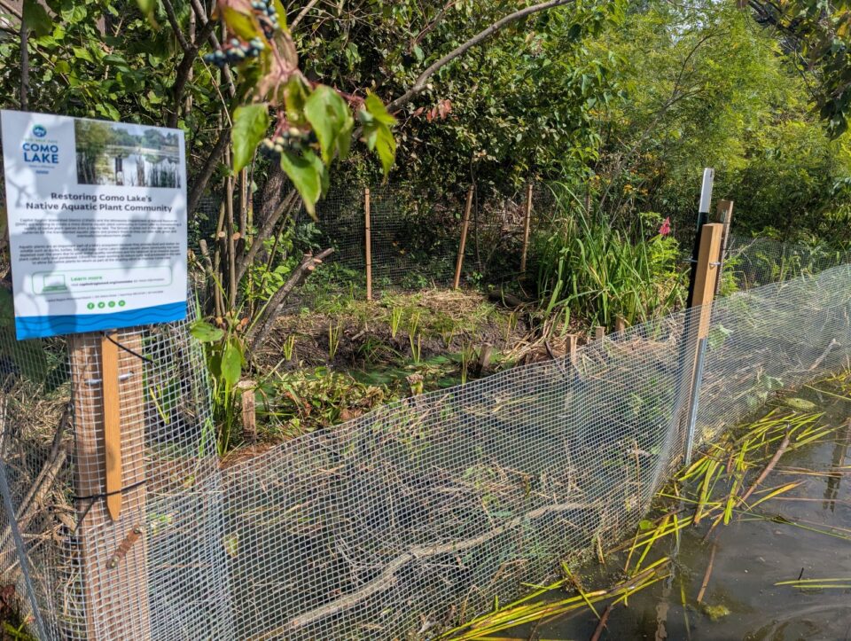 A shoreline planting project at Como Lake behind wire fencing, with a sign reading 