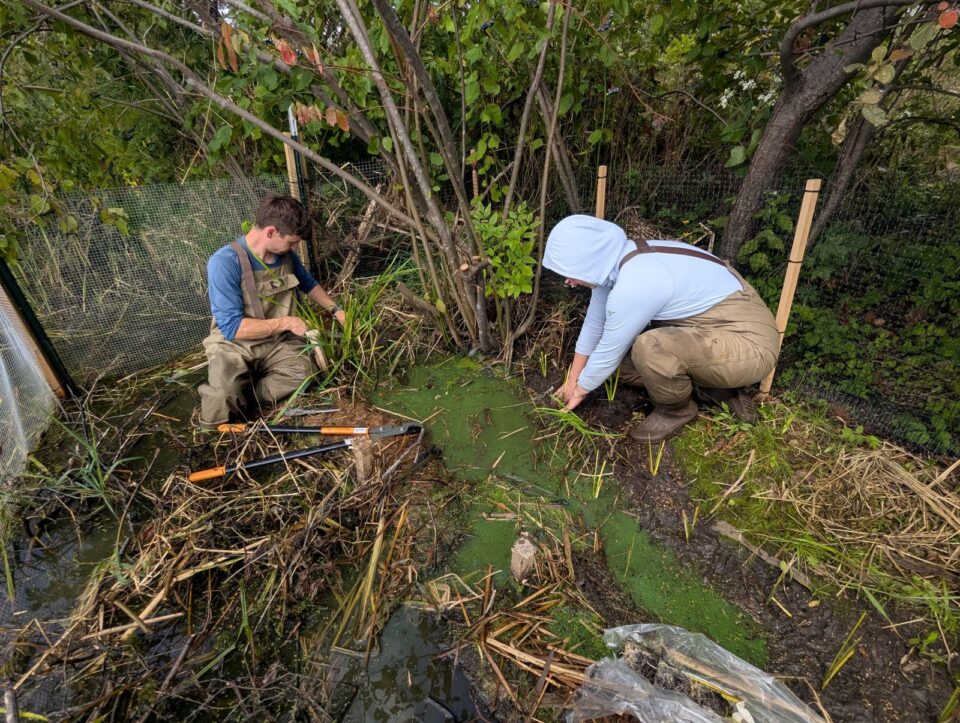 Two people wearing brown chest waders over long-sleeved shirts are planting along a swampy shoreline with dense vegetation behind them. 