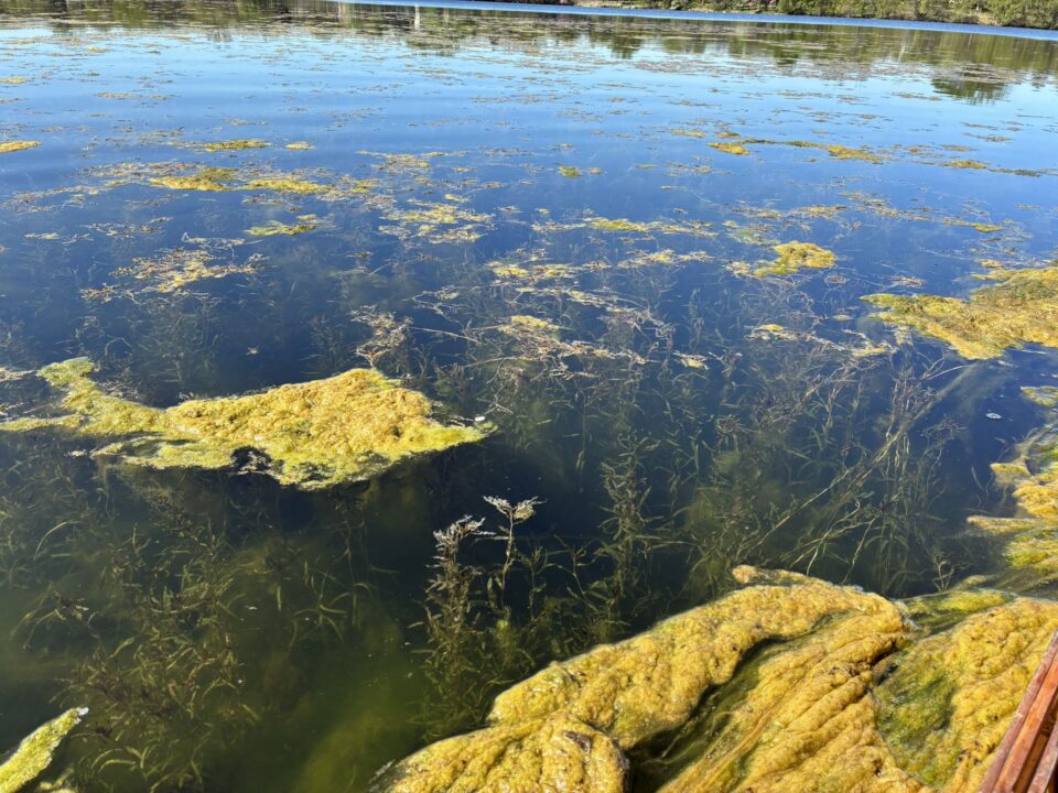 Large clumps of green algae on the surface of a calm lake reflecting blue sky with submerged plants growing all the way to the surface. 