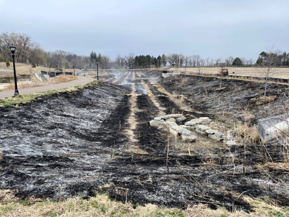 Charred, black ground of a recently burned rain garden basin, bordered by unburned grass and trees. 