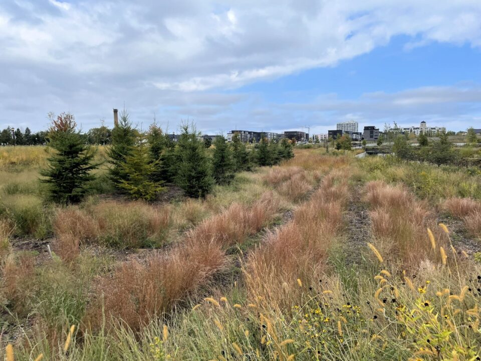 A large rain garden basin filled with native grass and plants, against a backdrop of urban buidings under a blue sky. 