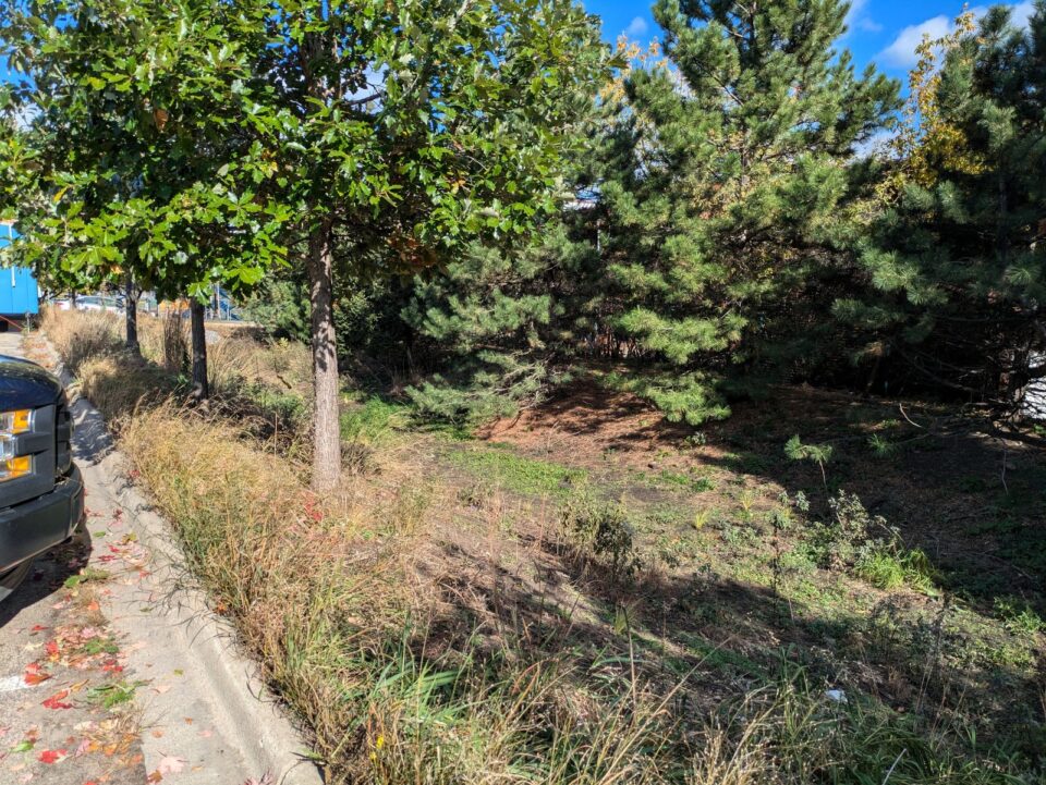 A garden basin with scrubby weeds in the bottom, surrounded by grasses and trees next to a parking lot. 