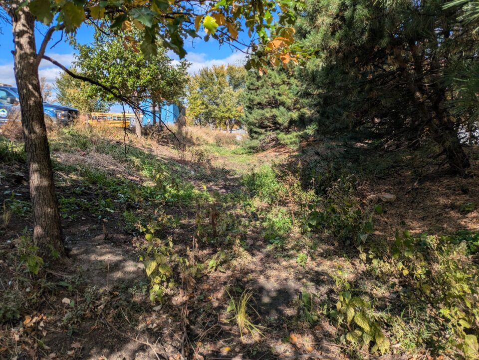 A garden basin with scrubby weeds in the bottom, surrounded by grasses and trees next to a parking lot. 